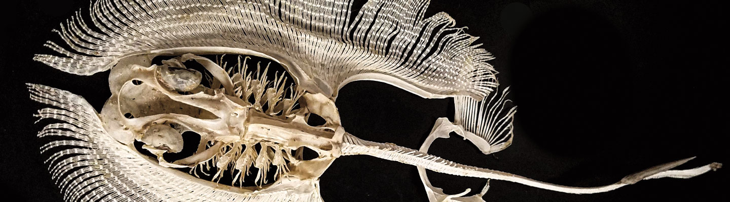 Endoskeleton of a stingray