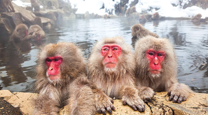 Monkey Spa Biology Article for Students | Scholastic Science World Magazine