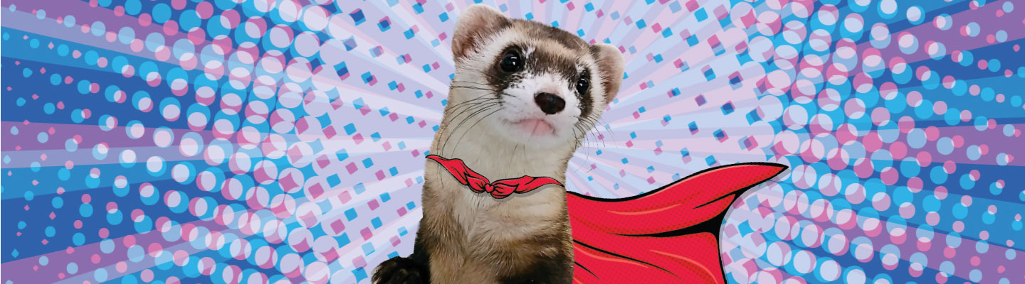 Ferret wearing a cartoon red cape