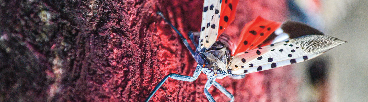 Spotted lanternfly