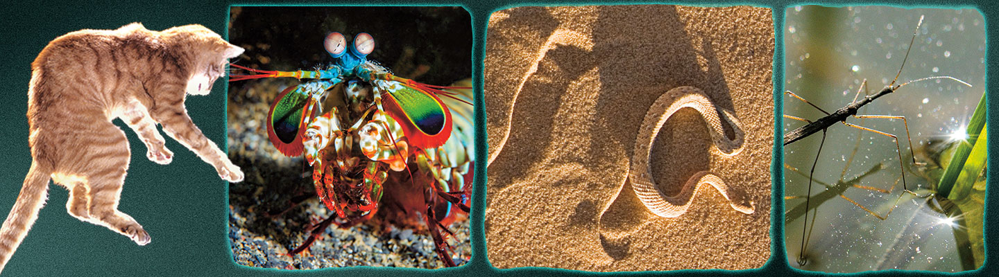 Image of a cat, sea creature, snake, and insect
