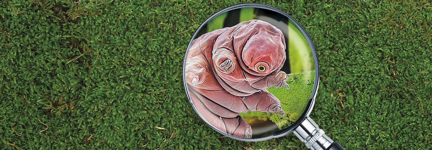 Image of bulbous microscopic creature viewed through magnifying glass